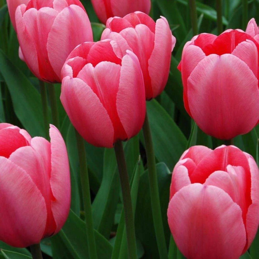 Meet your Posher, Jayne